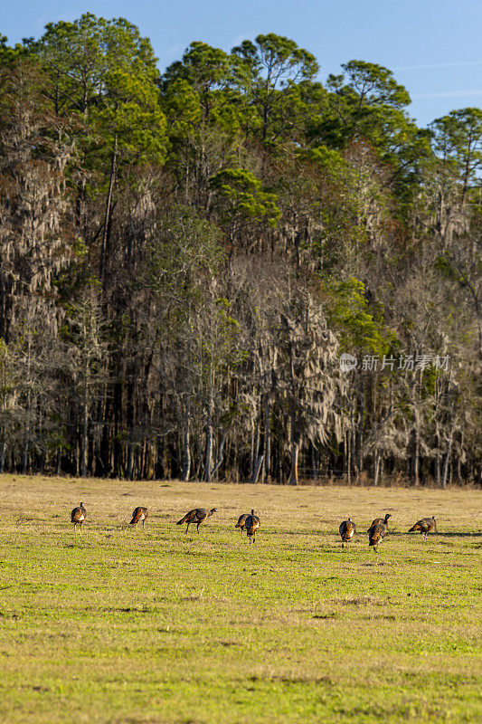 一群野生火鸡在牧场觅食，背景是混合物种的树线