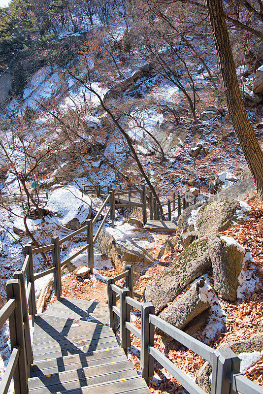 松树隧道通道