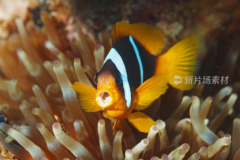 海洋生物。珊瑚礁水下场景与海葵和海葵鱼鱼小丑鱼。水肺潜水员的观点。