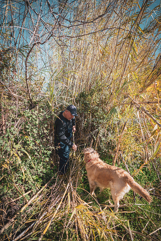 一位成熟的农民一边在田里割芦苇一边训练他的狗