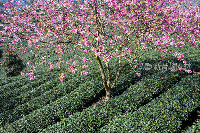 粉红色的樱花在绿色的茶园