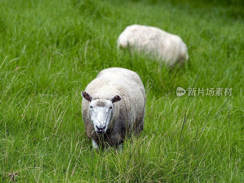 外面围场里的美利奴羊