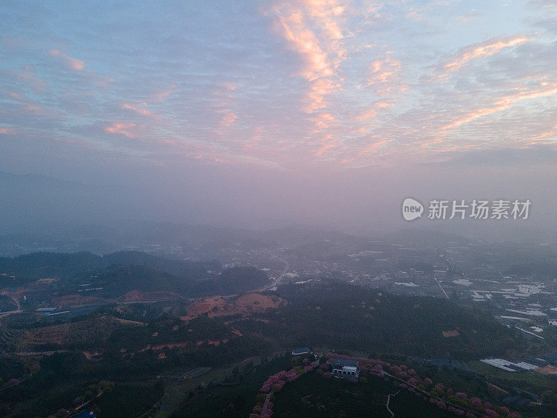 日出时的樱花有机茶山鸟瞰图