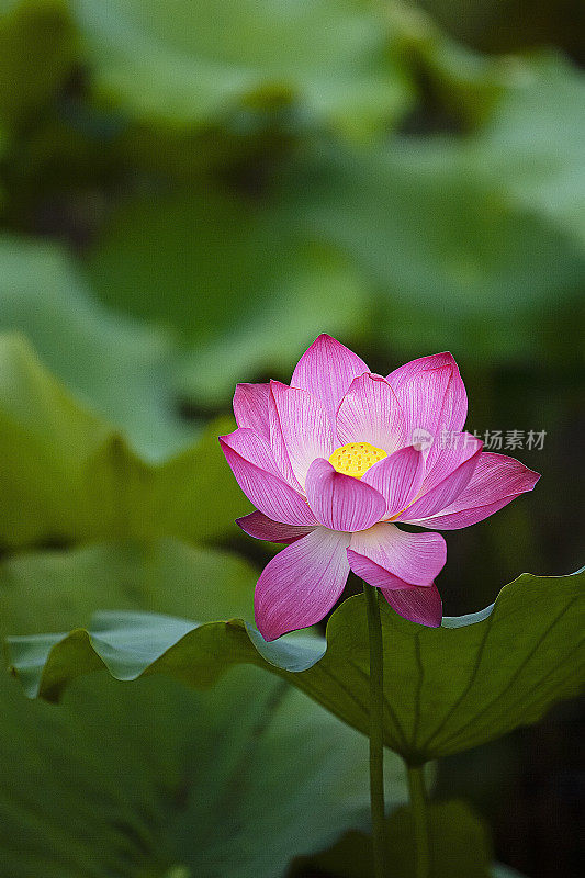 植物