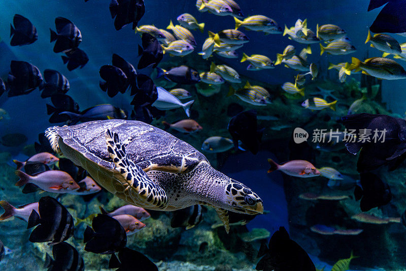 海龟和鱼在水族馆里游泳