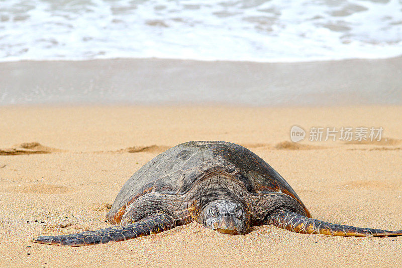 绿海龟在沙滩上休息睡觉。毛伊岛,夏威夷。正面照片