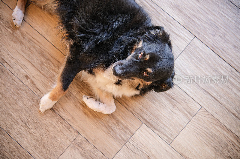 有趣的牧羊犬享受阳光灿烂的一天