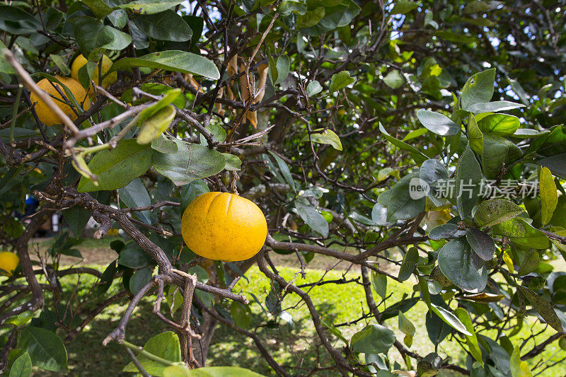 夏威夷果园里的橙子
