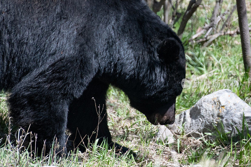 大黑熊被爆头，正在寻找食物