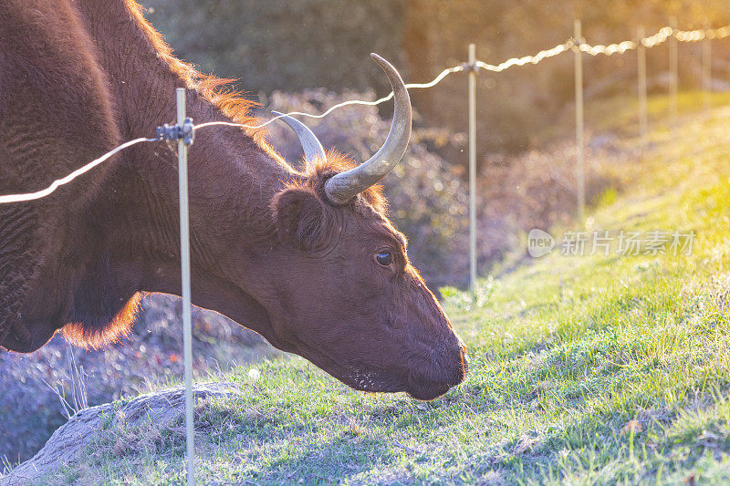 萨勒斯牛比利牛斯山脉东南部的牛品种。