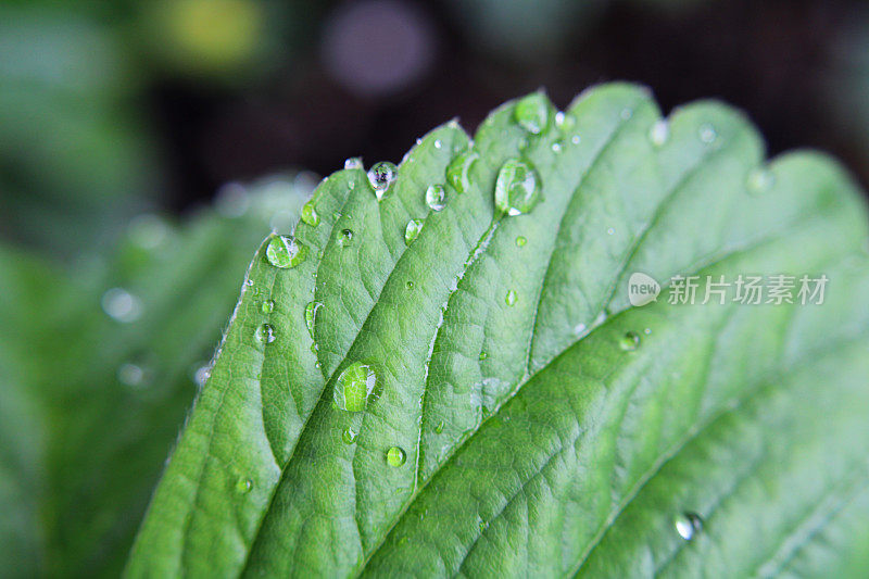 草莓植物叶子的特写，上面有雨滴-保护概念