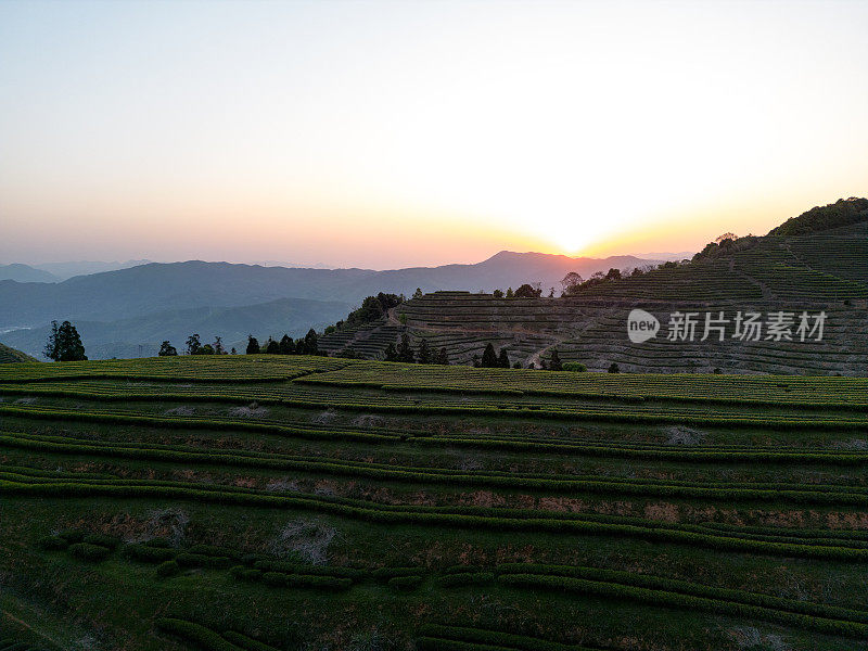 黄昏时从高角度拍摄茶园