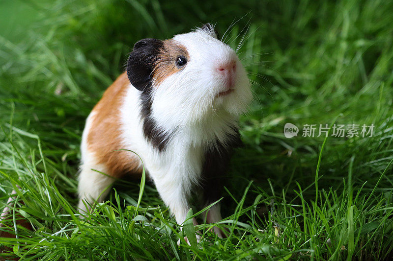 母猪的特写图像，美国三色豚鼠幼仔，黑色，姜黄色和白色的豚鼠坐在长草中，抬起头发出喘息的声音，聚焦于前景