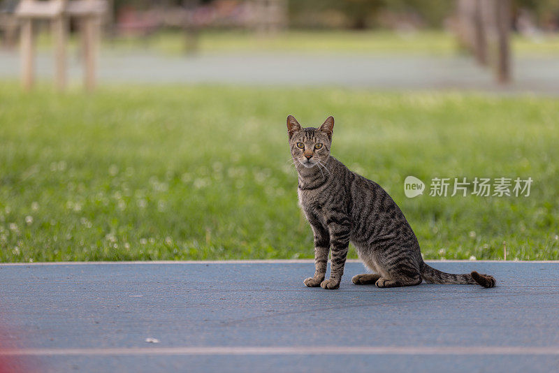 一只虎斑流浪猫坐在地上。