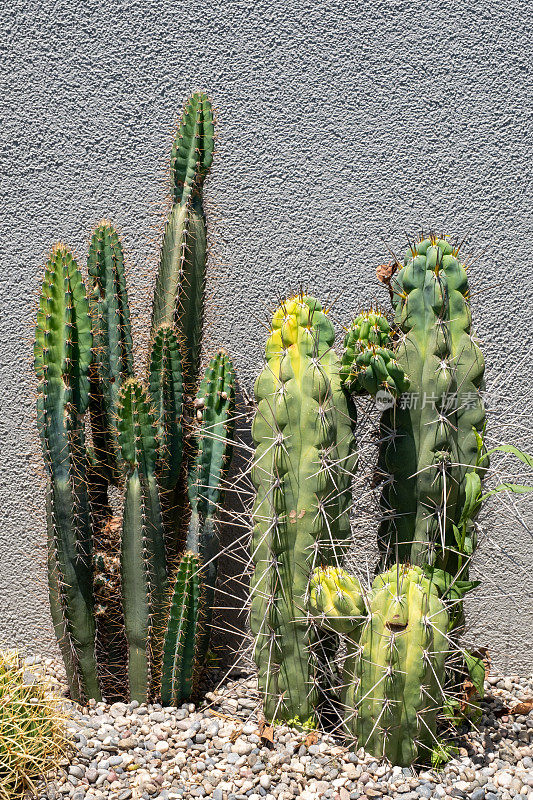 现代家居室内灰色墙面上的仙人掌植物是绿色植物学装饰的自然背景