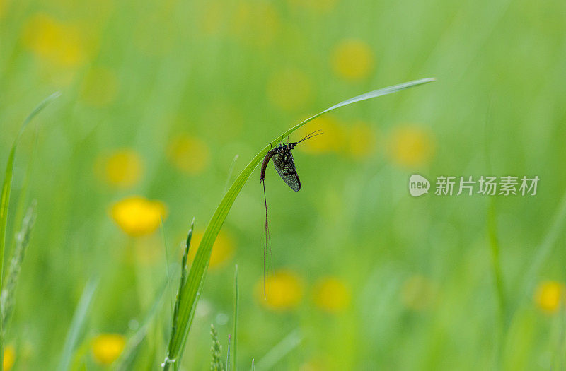 蜉蝣(蜉蝣目)