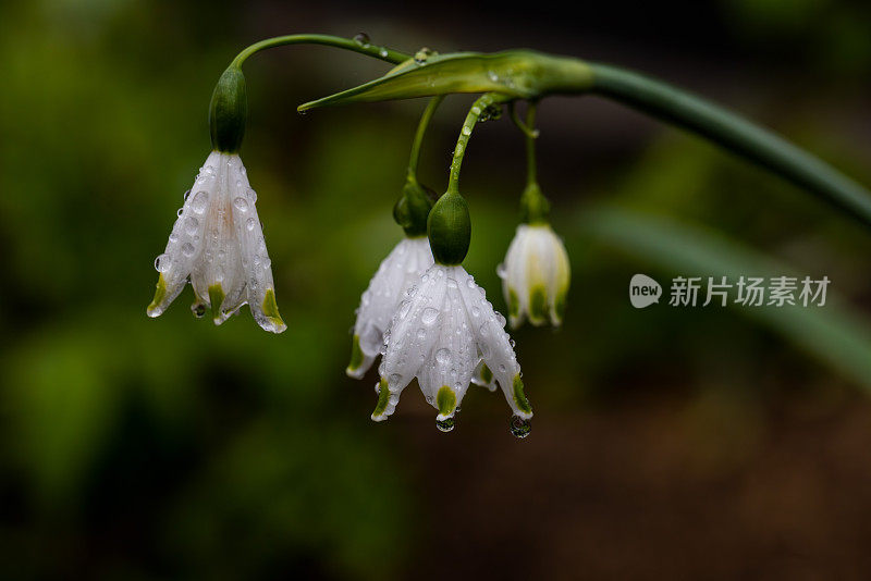 雪花花的白色铃铛