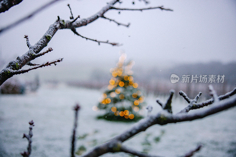 在白雪覆盖的土地上装饰着圣诞树