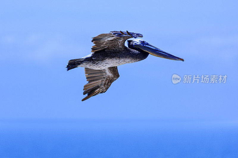 棕鹈鹕飞越太平洋海岸的低角度视角