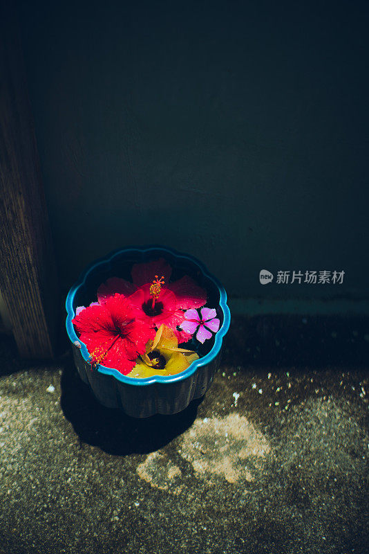 热带地区的芙蓉花。