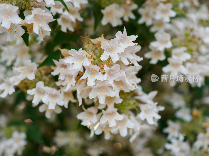 美丛花特写