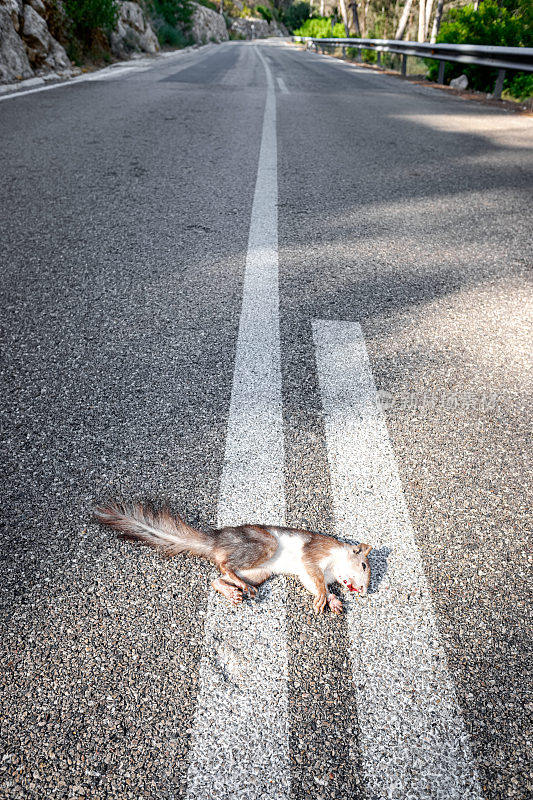 被车碾过的死松鼠躺在山路的柏油路上。