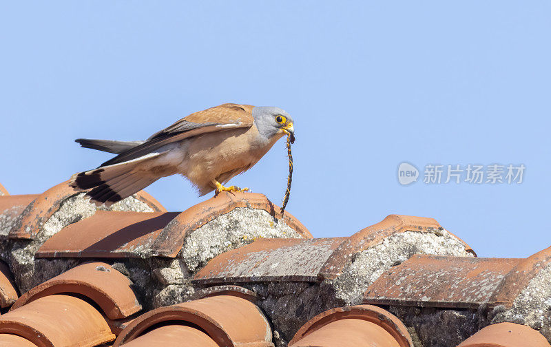雄性小鹰为幼鸟带来食物