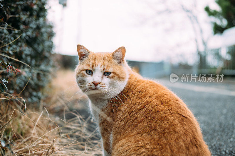 一只猫带着忧郁的脸回头看