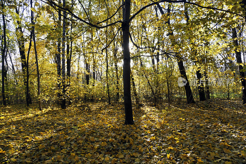金色的秋天。十月。公园里的树木穿着秋天的服装。真是糟糕的一天。