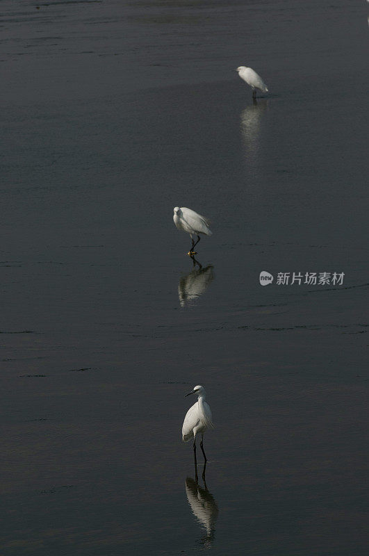 在金色的晨光中飞翔