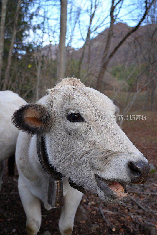 奶牛吃草