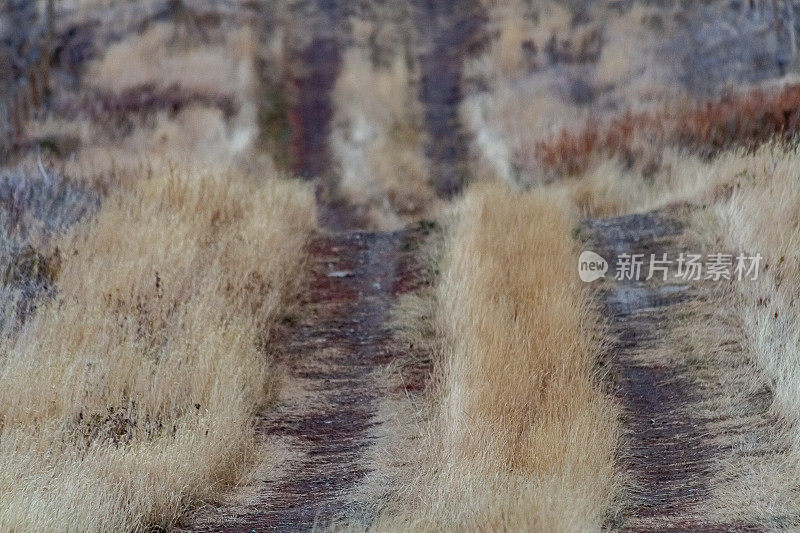 近距离观察阿尔伯塔省南部一条单车道道路上的残茬田