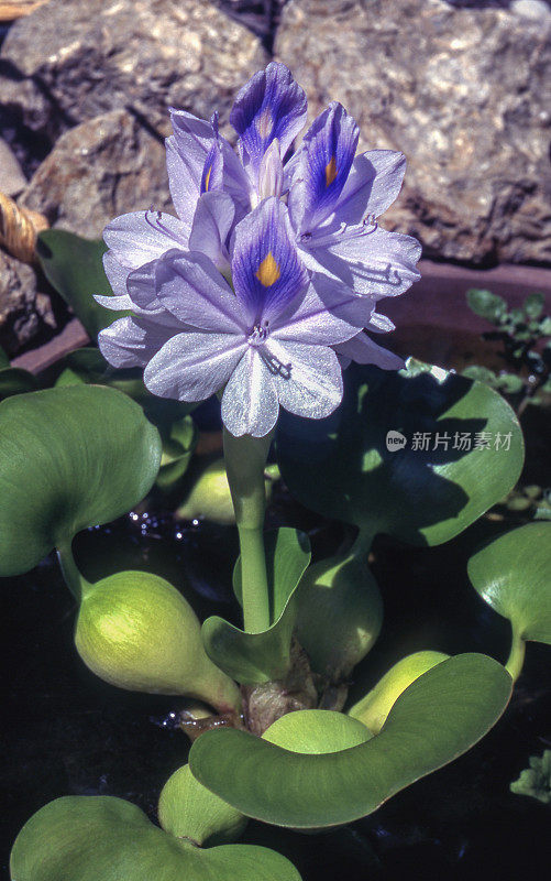 水葫芦花，庞德属植物