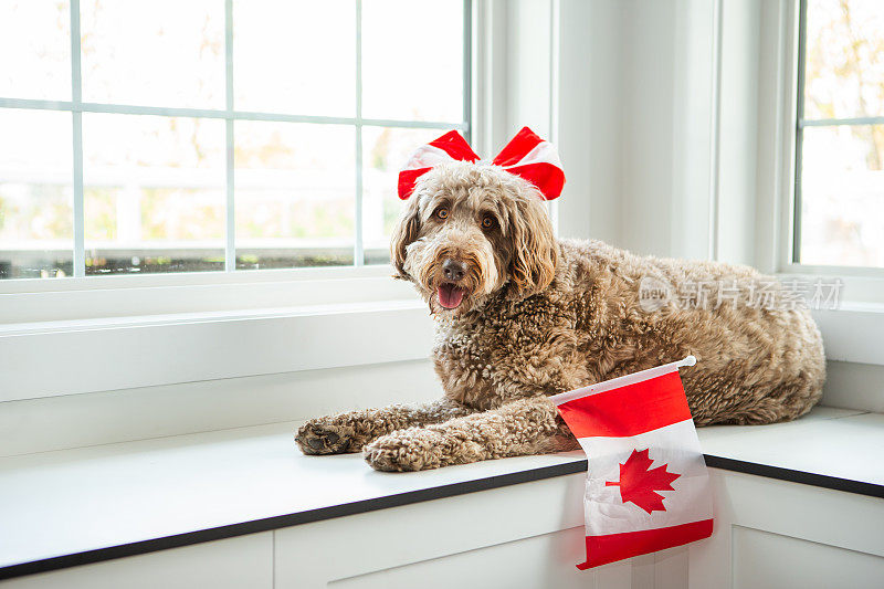 金色拉布拉多犬庆祝加拿大国庆日
