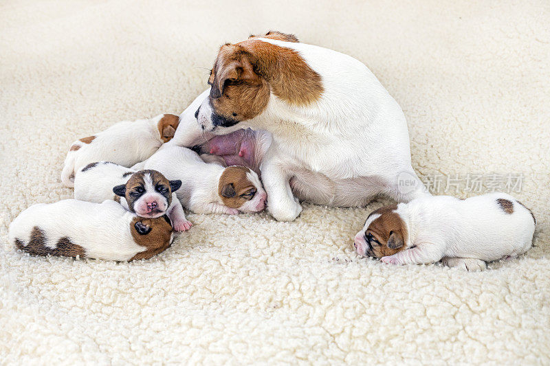 可爱的杰克罗素梗狗和她刚出生的小狗在浅色的背景