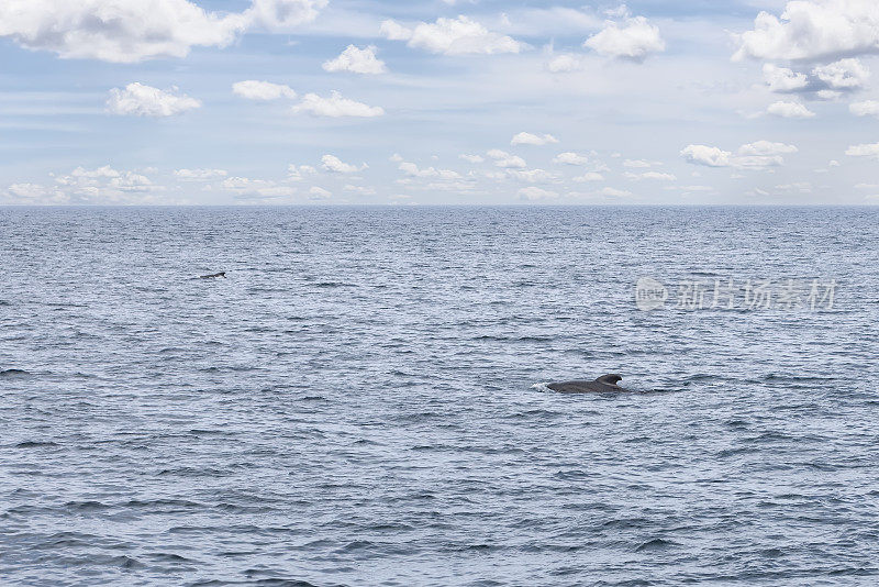 随着地平线的延伸，这张照片捕捉到一头领航鲸在安第斯山脉附近广阔的挪威海浮出水面