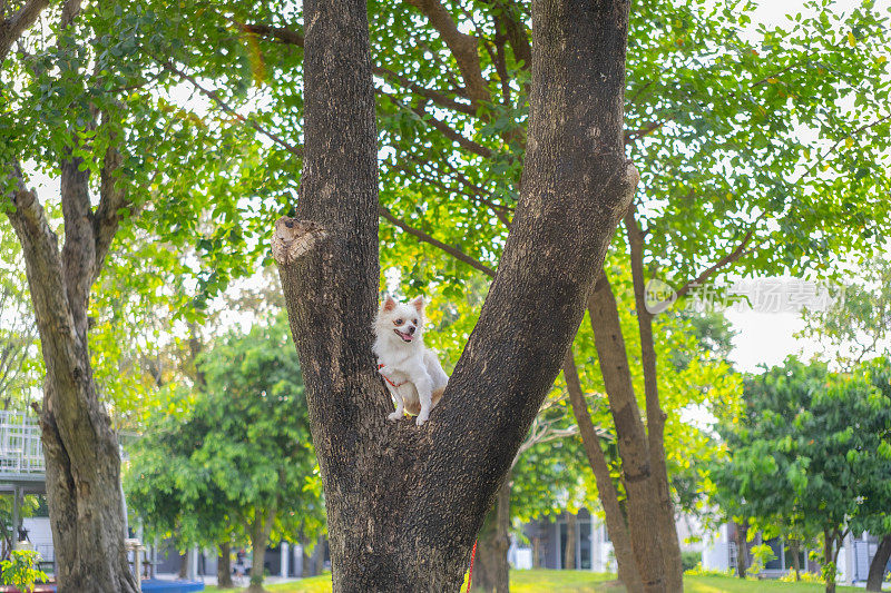 一只白狗被困在树上