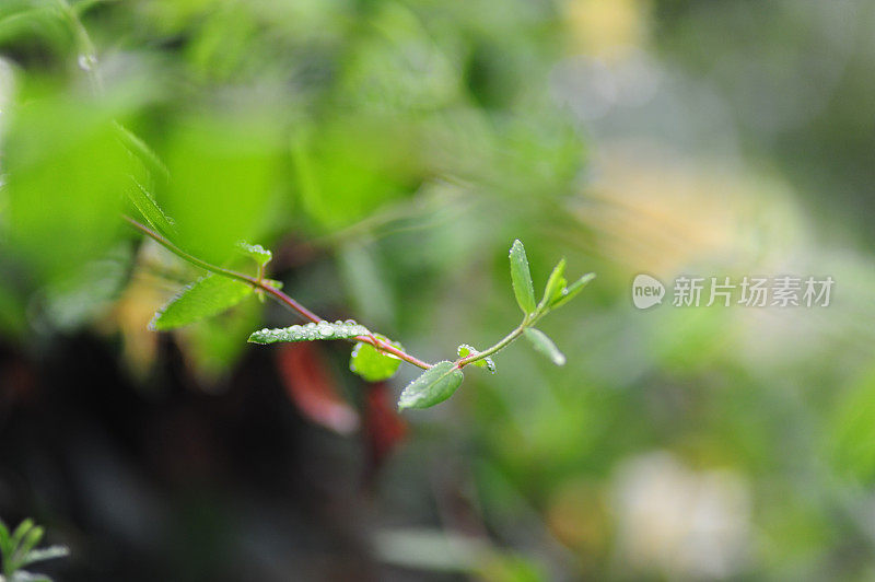 雨露下的植物