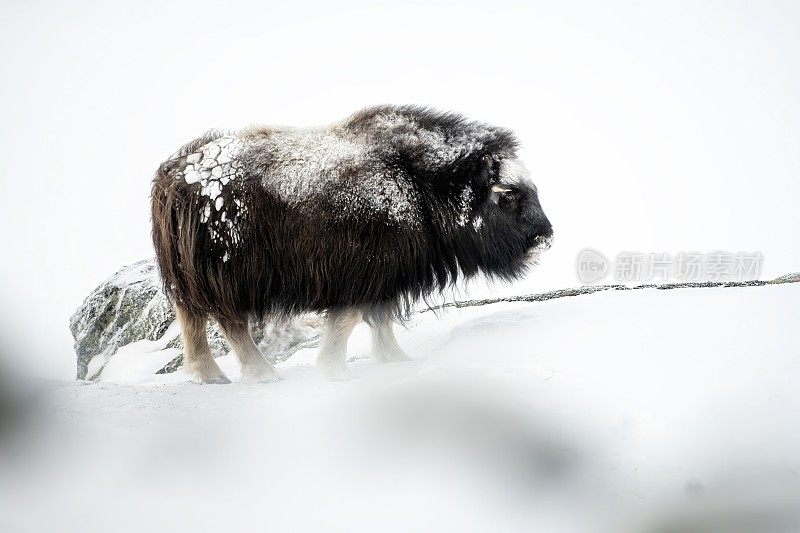一只麝牛在一个非常寒冷的冬季环境中，在挪威奥普达尔的多夫菲尔国家公园的山上