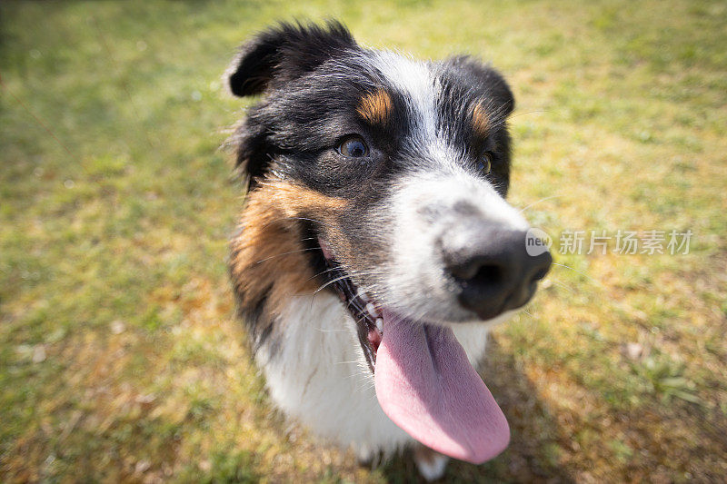 一只澳大利亚牧羊犬在草地上休息