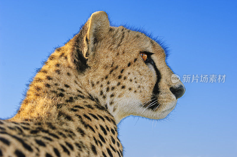 野生猎豹在游猎车顶上休息的特写