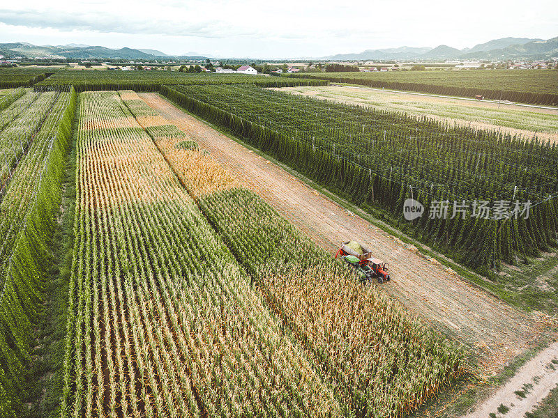 农业领域的航空照片。拖拉机在玉米地里收割庄稼。