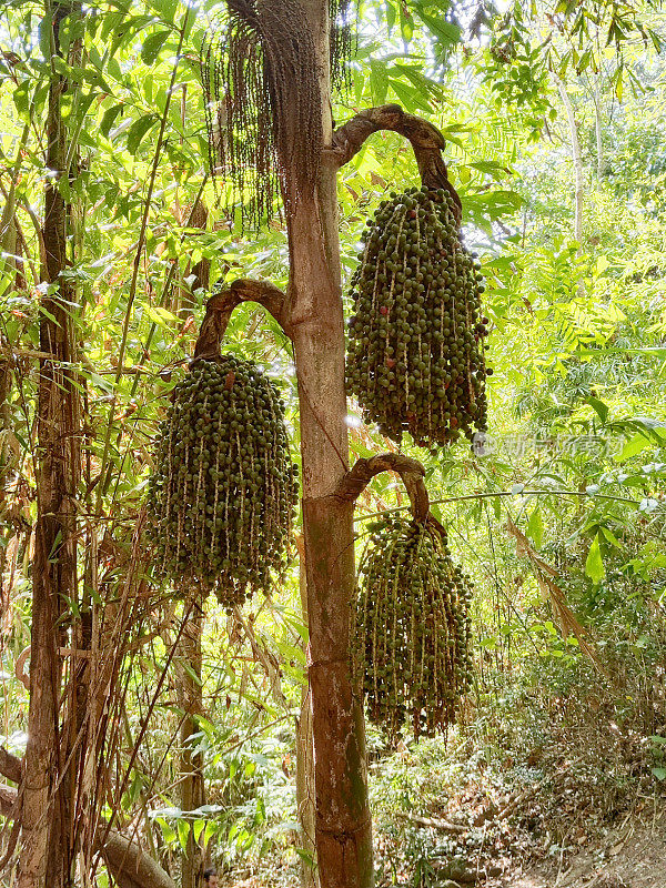 生长在泰国普吉岛的热带树种