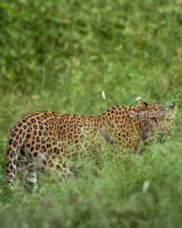 在印度拉贾斯坦邦斋浦尔的贾拉纳豹保护区，印度野生害羞的雌豹或豹或豹子在季风绿色季节的长草中头部转向与眼睛接触伪装脸