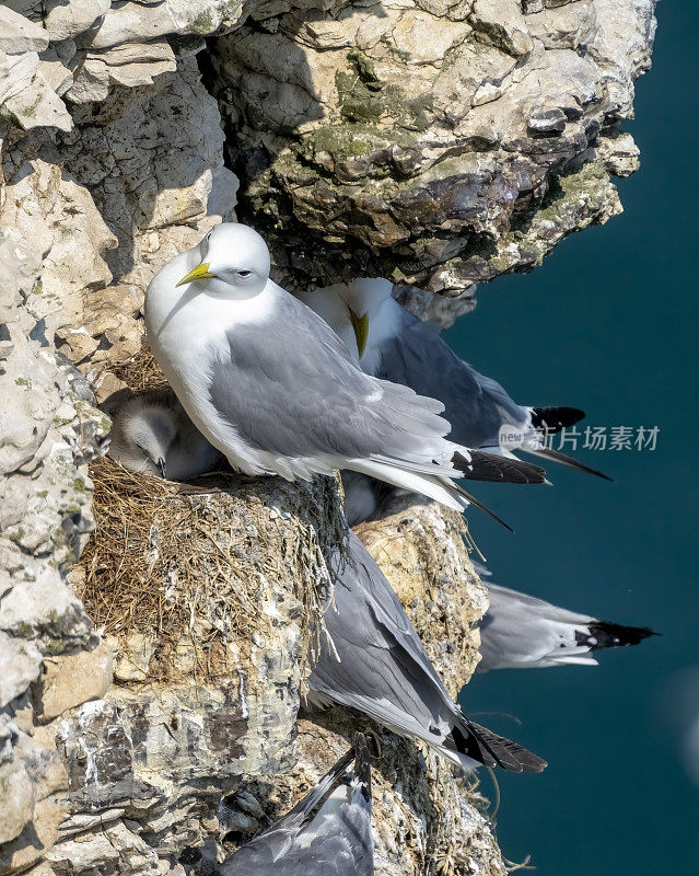 汉普顿悬崖上的基蒂威克