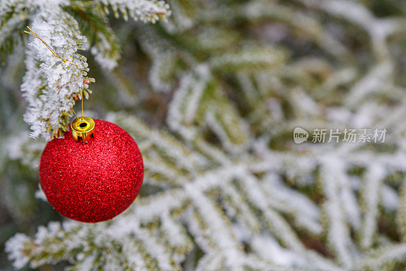 挂在结霜的松枝上的红色圣诞树装饰物特写