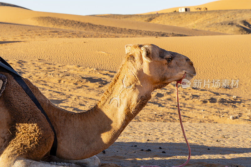 骆驼在撒哈拉沙漠，摩洛哥