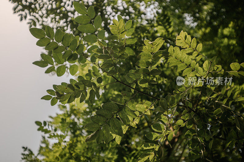 从向上的角度看秋叶:浅景深摄影