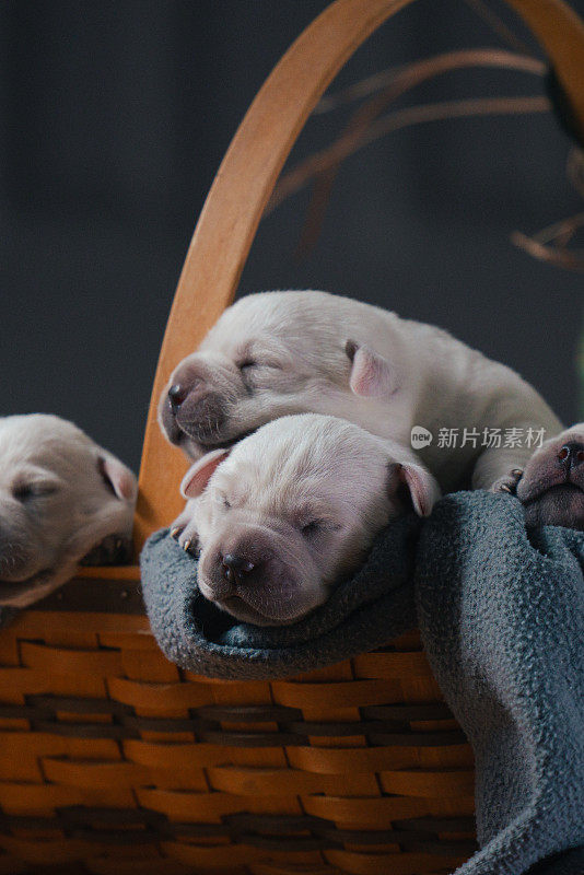 第6天新生的白色拉布拉多犬在篮子里