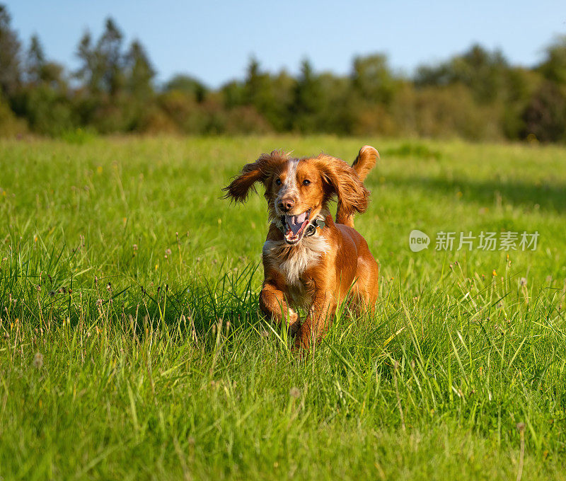 工作的可卡犬在草地上奔跑，挪威奥斯陆